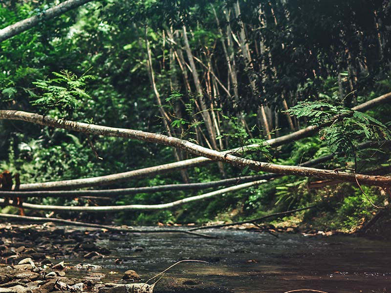 Orang Asli Customary Land Rights